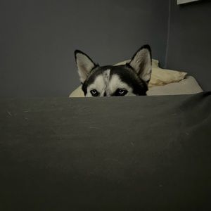 Meet your Posher, Alan